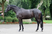 Ricciano von Riccio x Akitos xx | Verkaufspferd | Dressurpferde SV
