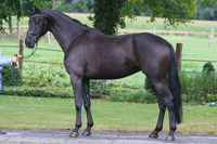 Dioptas von Dioptas (Dimaggio) x Mnchhausen | Verkaufspferd | Dressurpferde SV