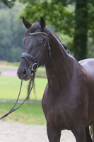 Dioptas von Dioptas (Dimaggio) x Münchhausen | Verkaufspferd | Dressurpferde SV